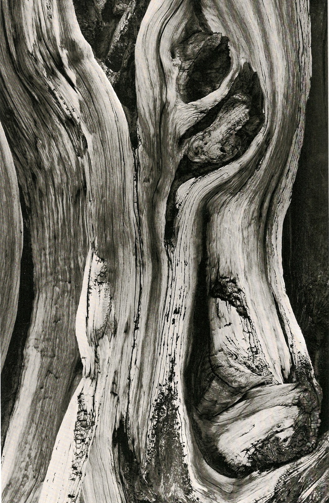GC Photography: Minor White: Abstract b&w still life