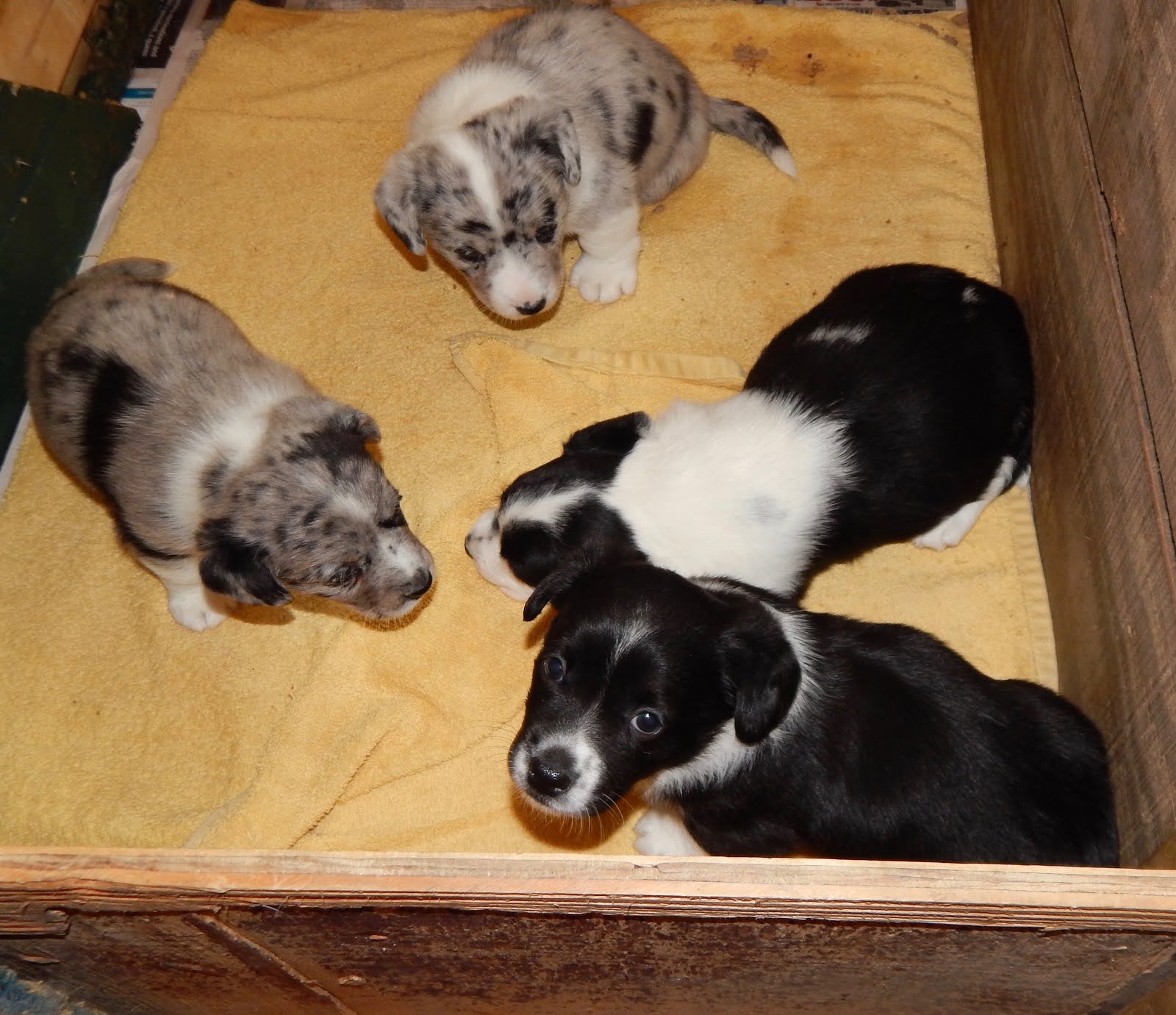 Big Ears Kennel Major Expansion Big Ears Kennel