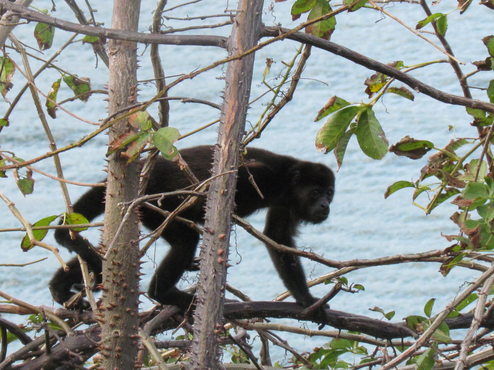 JUNK BOAT TRAVELS Monkeying Around in Nicaragua