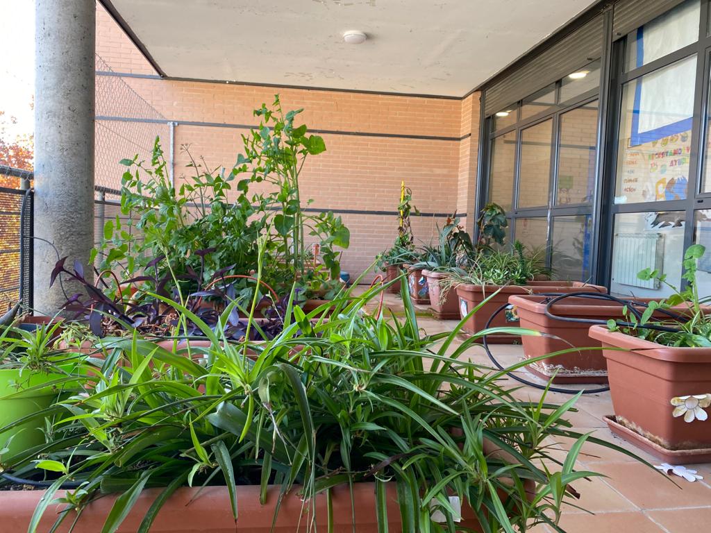 C.E.I.P. Ntra. Sra. de la Asunción : ECOESCUELAS. JARDINES HIDROPÓNICOS