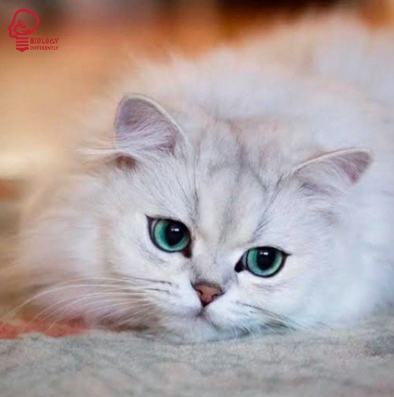 How are cats dangerous