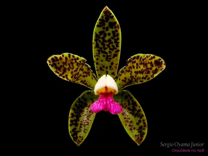 Orquídeas no Apê: Orquídea Cattleya guttata