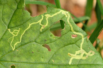 Yaprak oygusu (Phytomyza tussilaginis)