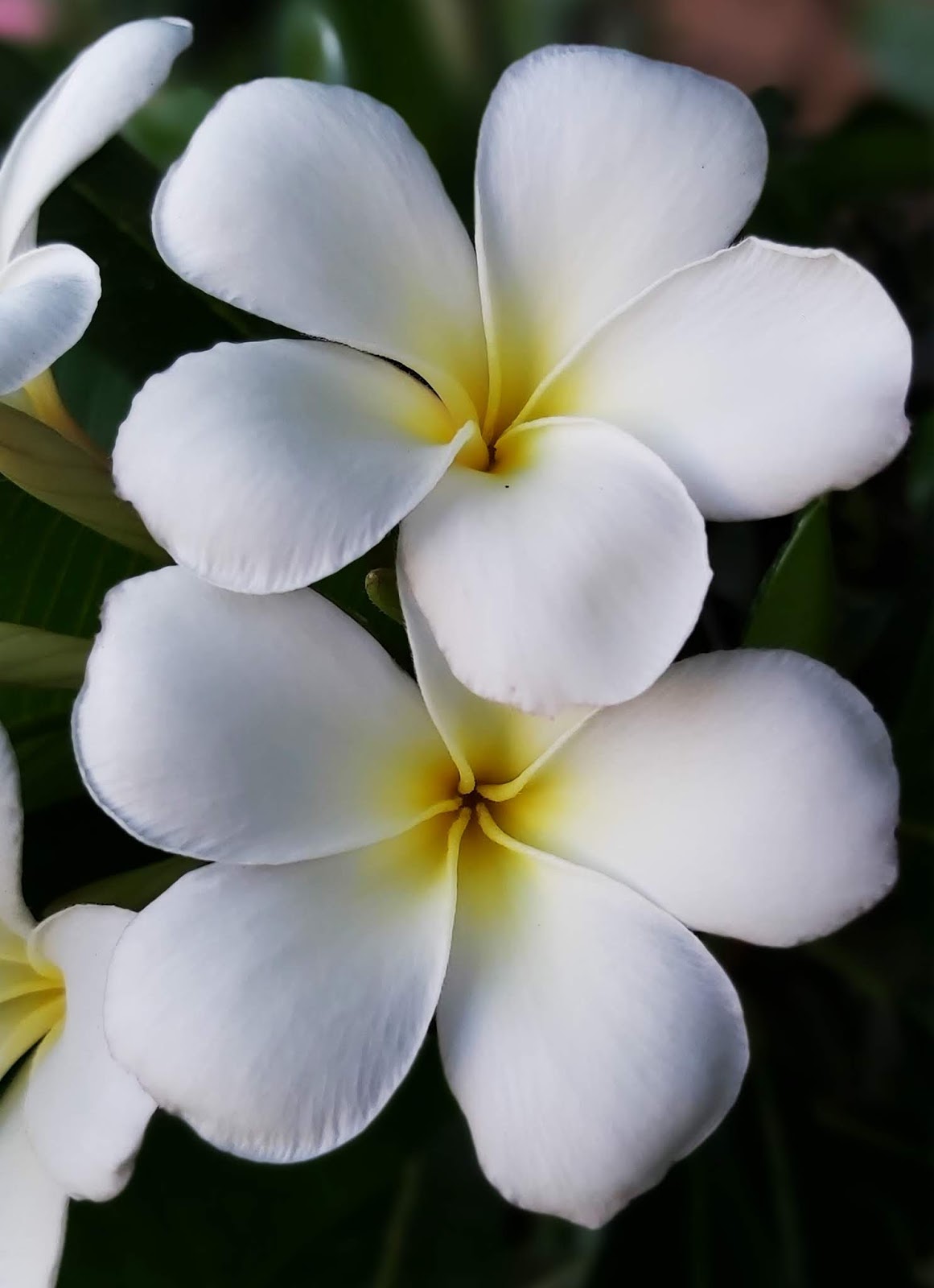 Jaipur Garden Plumeria Blooming season