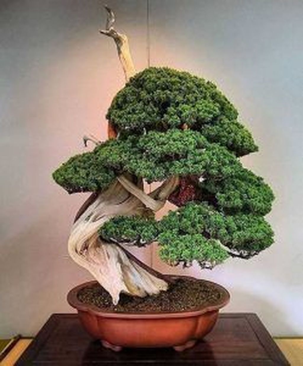 45+ Unique Bonsai Trees Gardening Ideas For Backyard ARA HOME