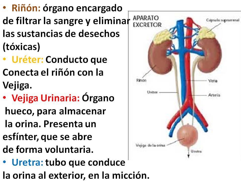 Cual es la funcion del aparato excretor