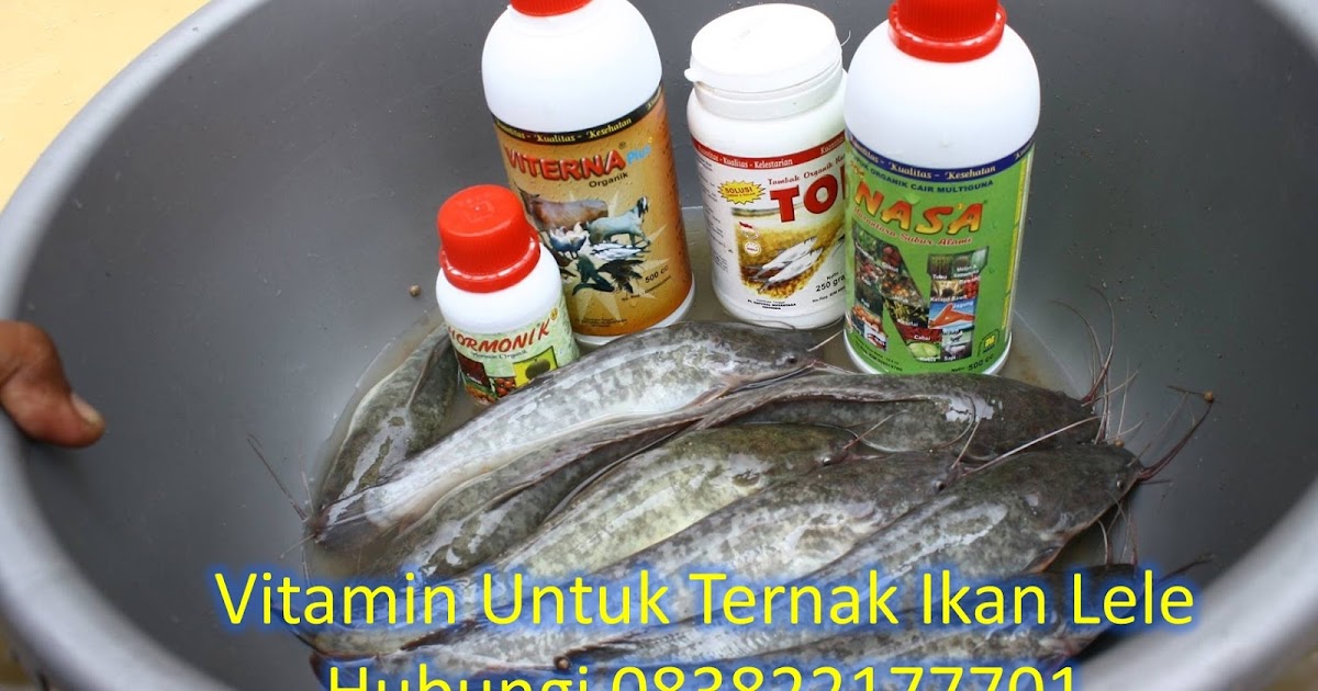 Jenis Jenis Vitamin Untuk Ikan Lele Semoga Cepat Besar Dan Cepat Panen