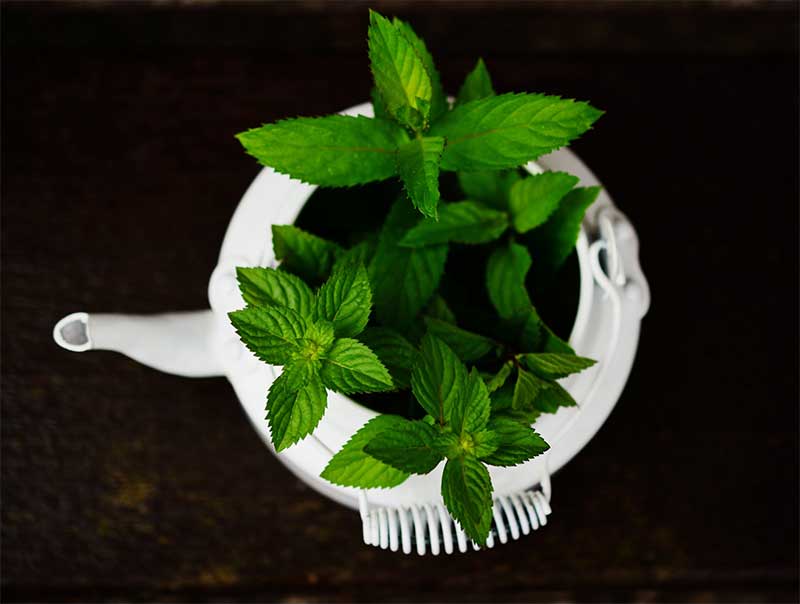 Peppermint As Natural Remedy For Cough Dr Farrah MD