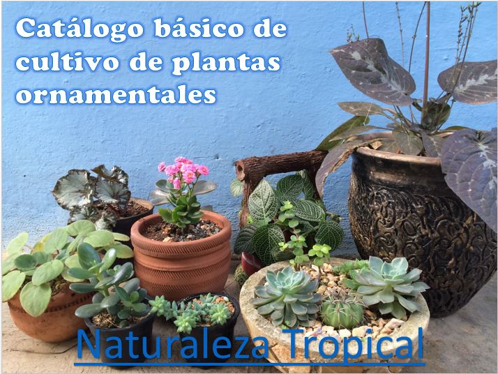 Presentación de nuestro Manual básico para el cultivo de plantas ornamentales