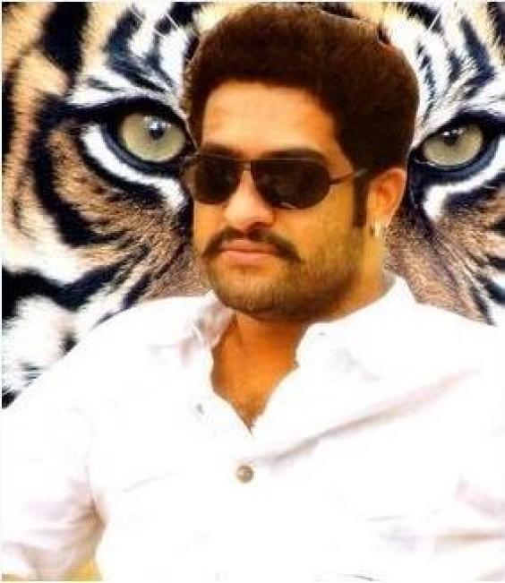 NTR 'Dammu' Business : its Closed Almost | gelukuplace.blogspot.com
