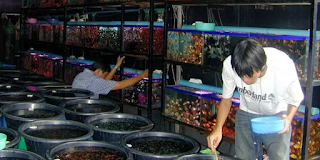 Inilah Peluang Bisnis Ikan Hias Budidaya Ikan Lele