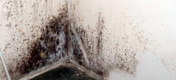 Auvicap Rioja: Cómo combatir el moho y los hongos en paredes y fachadas