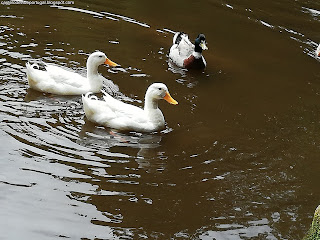 PORTUGAL / Lagoa das Patas, Ilha Terceira, Açores, Portugal