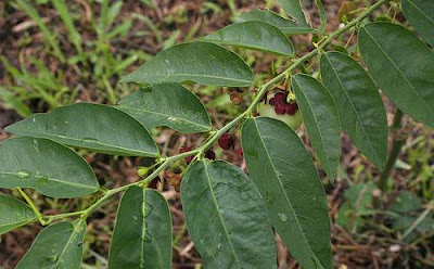 Daun Katuk Bangkitkan Vitalitas Seks