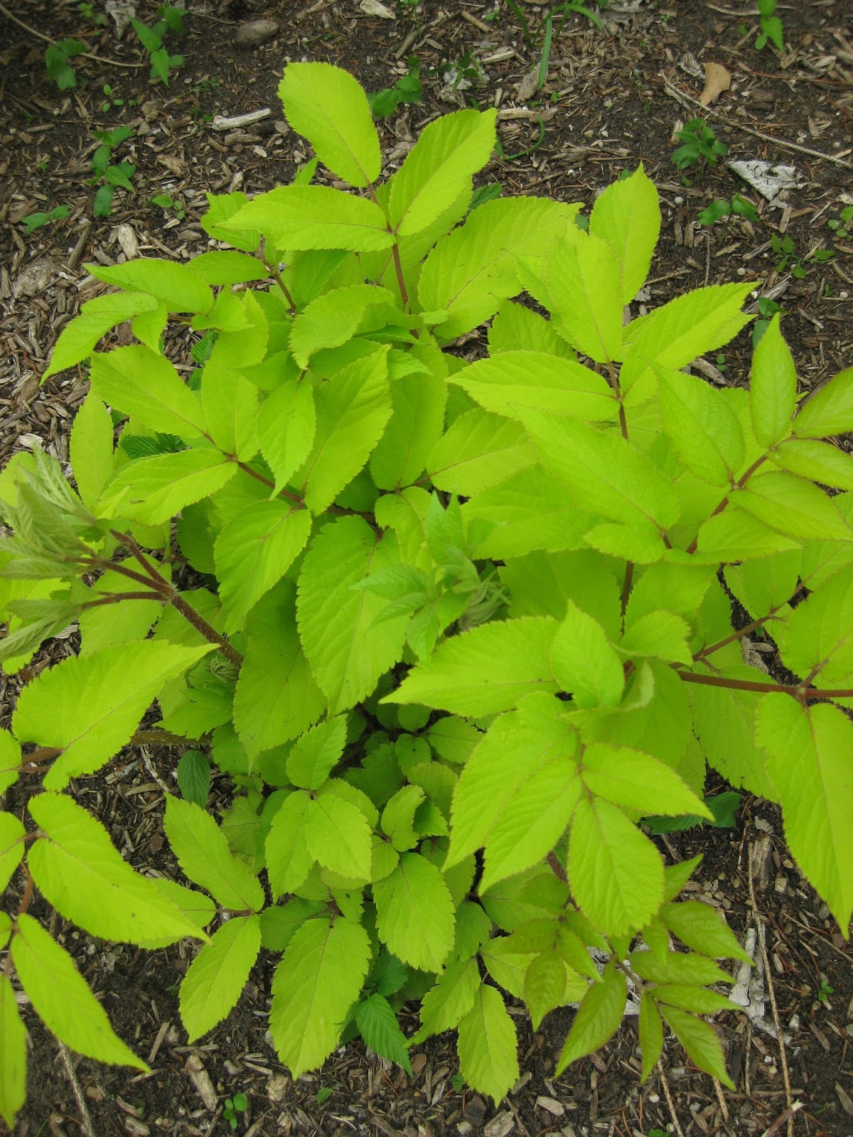 1 Buy Fatsia Japonica Tree Seeds 240pcs Plant Shrub Tree Ba Jiao