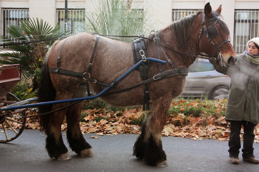 Amboise Daily Photo the workhorse
