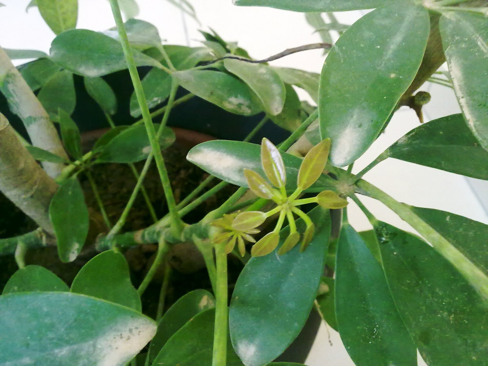 How To Prune The Schefflera Arboricola | Green Patches - Mediterranean ...