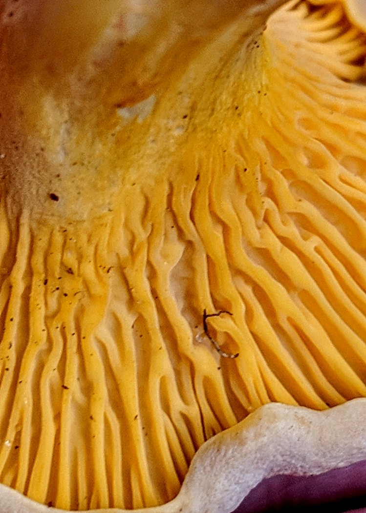 The Foraged Foodie How to identify Golden Chanterelles, gourmet edible
