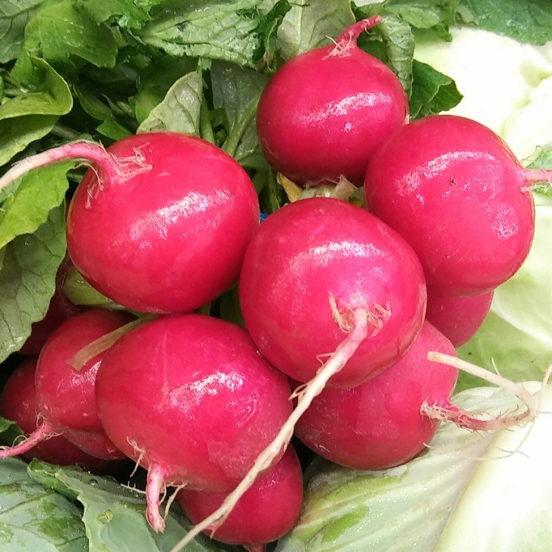 Do you Consume Raw Radish? Food Variety 10 Tanza Erlambang Update