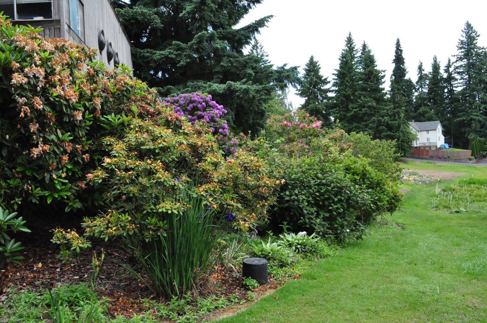 World of Irises On the Road Again Aitken’s Salmon Creek