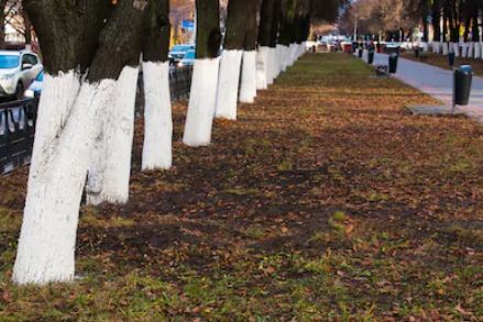 Why Some Trees are Painted White ~ TELUGU WORLD