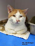 8/14/11 Space Crisis Grayson Humane S. Ky Shelter/ All Kitties in Danger. Please adopt or rescue