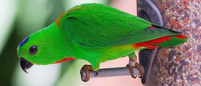 BURUNG SERINDIT