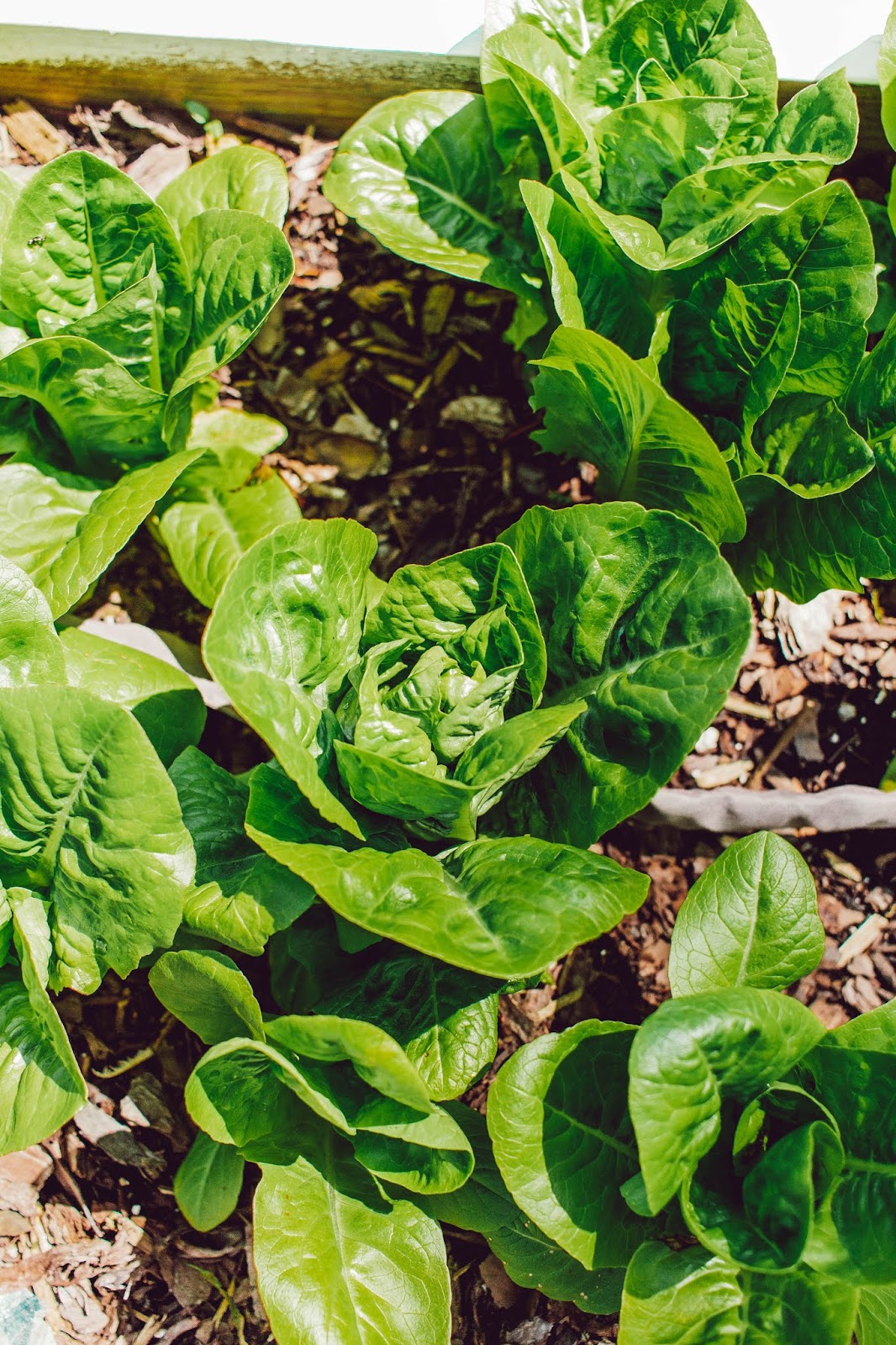 How To Grow An Endless Supply Of Lettuce — Gather Homestead How To Grow An Endless Supply Of Lettuce — Gather Homestead