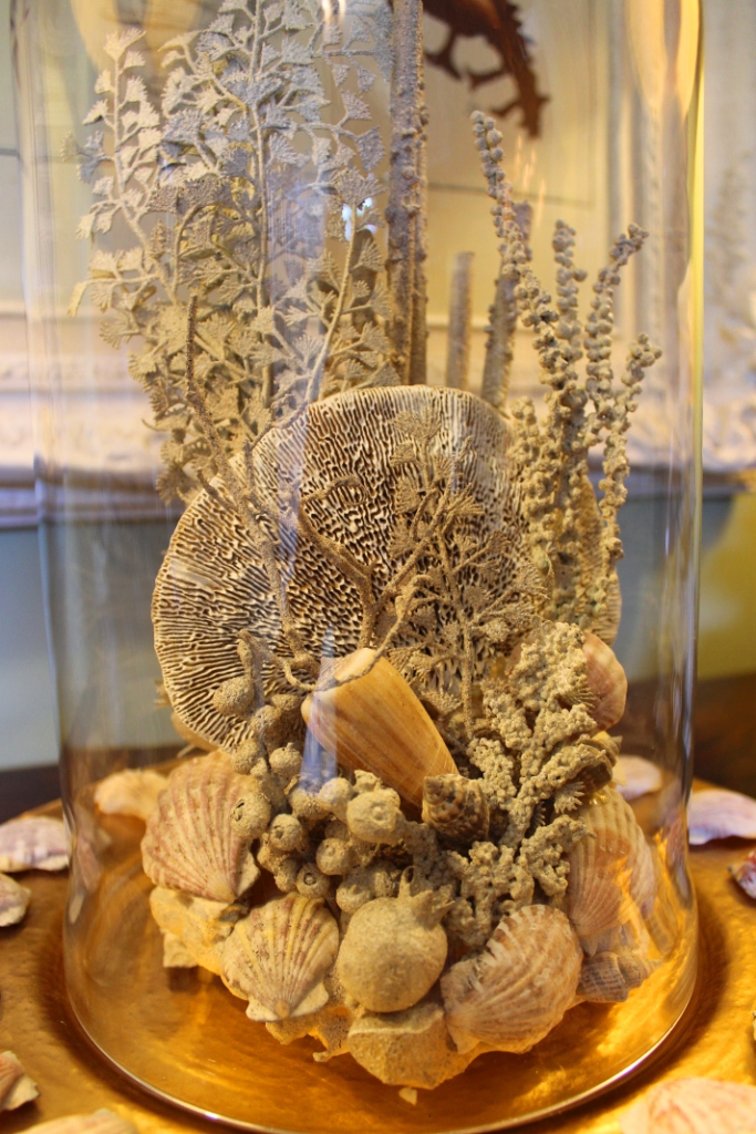 Striking Shell and Coral Display | Miss Kopy Kat