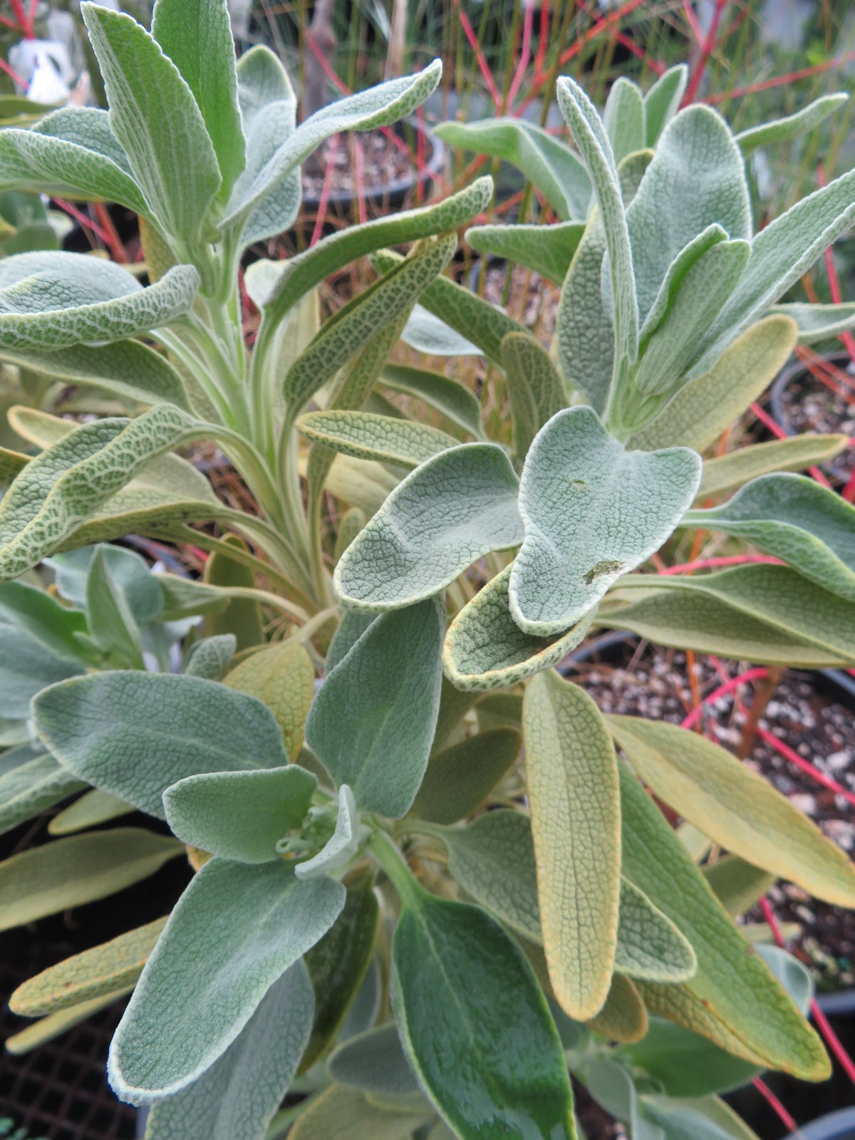 Garden Of Aaron Class Of 2016 Osmanthus Heterophyllus Goshiki