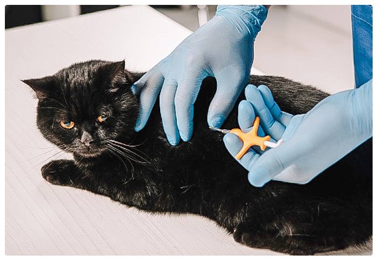 Cat microchipping is largely mandatory in Australia