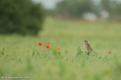 Cruixidell als Secans de Lleida a la primavera