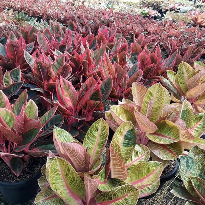 Tanaman Hias Surabaya Jawa Timur