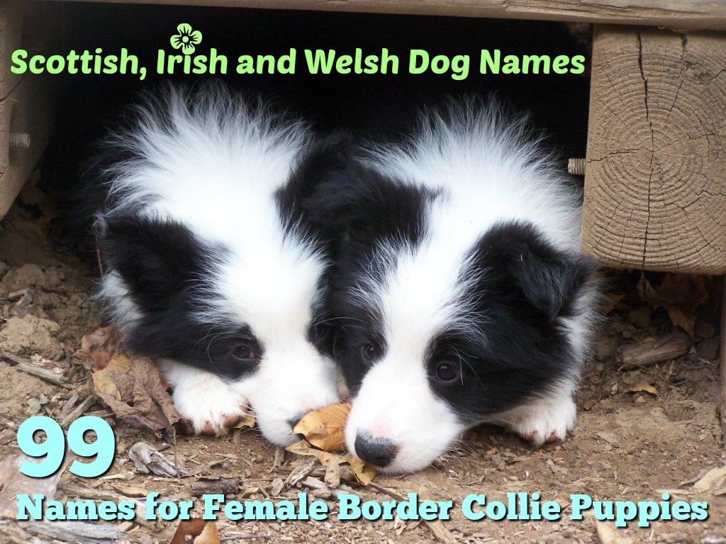 16 Best Irish Doodles Images Puppies Irish Setter Doodle Dog