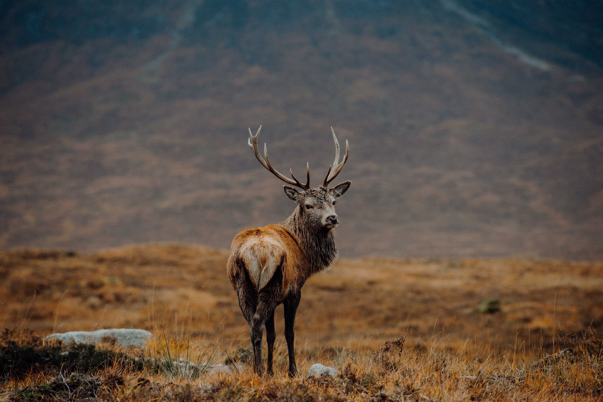 deer stag spotting glencoe liquid grain scotland