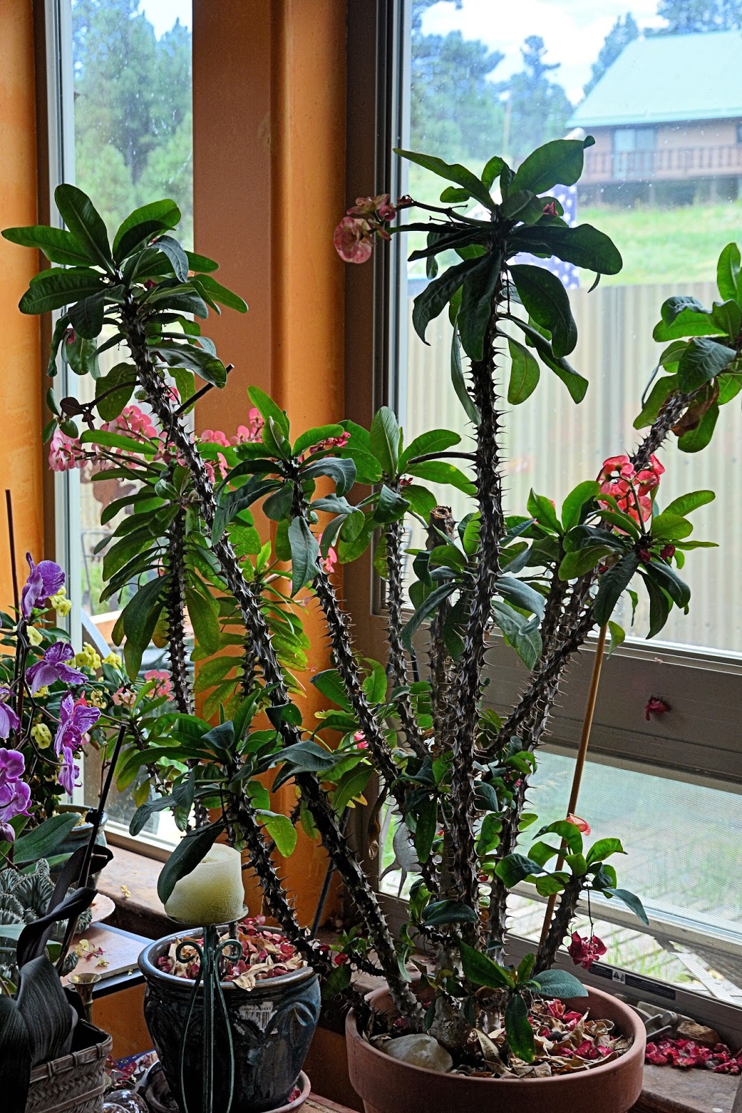 The Pruning the Crown of Thorns