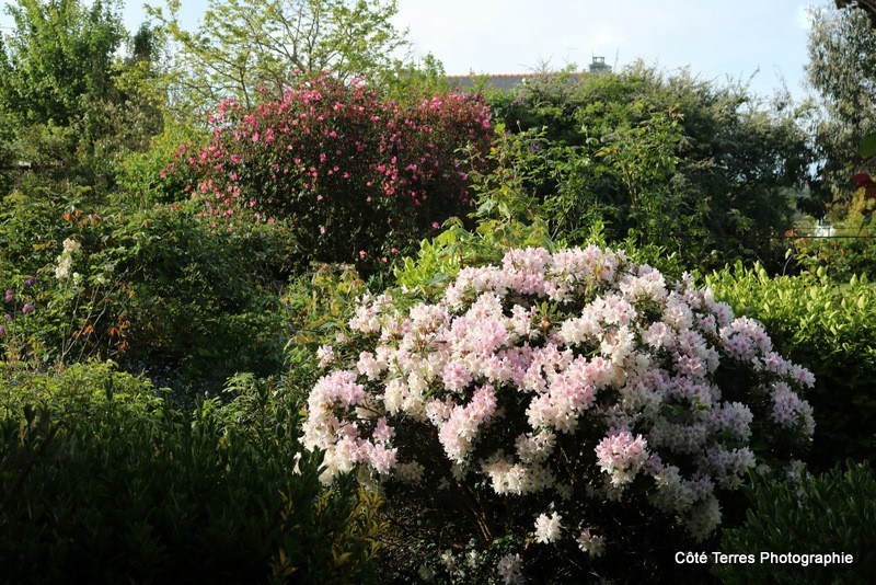Gardening Airy Fairies May 2010