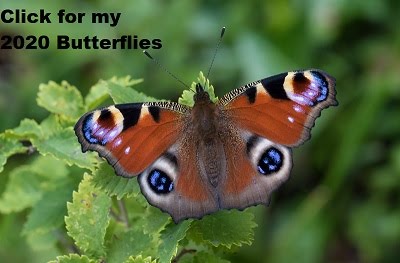 57 butterflies 2020