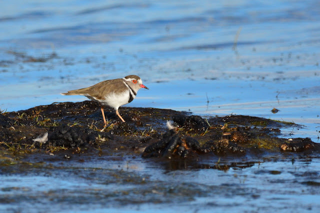 Charadrius tricollaris Charadrius tricollaris