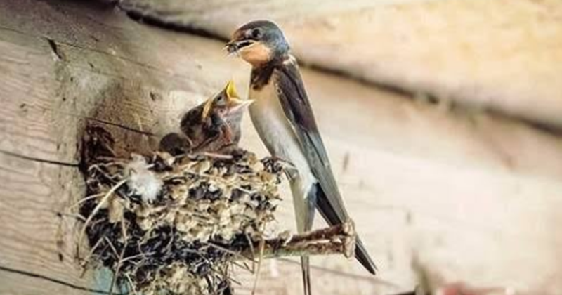 10+ Arti Mimpi Diberi Burung Walet
