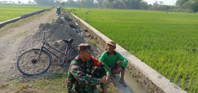 Kepuasan Babinsa Bisa Dampingi Petani Di Sawah   