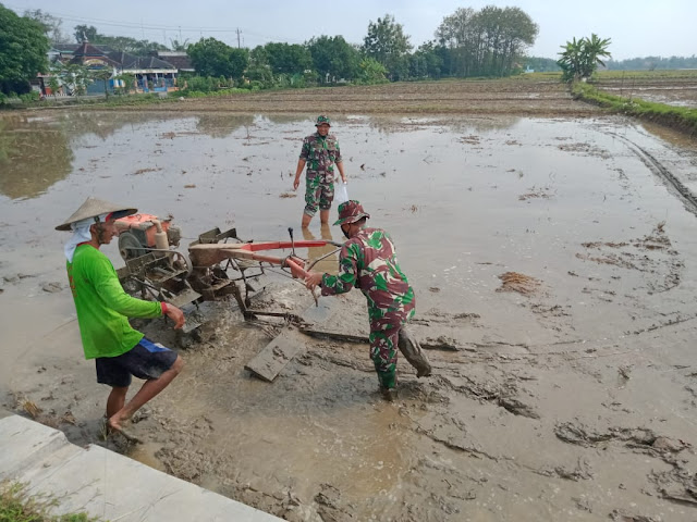 Danramil Kedawung Bajak Sawah Lahan Demlot Danramil Kedawung Bajak Sawah Lahan Demlot