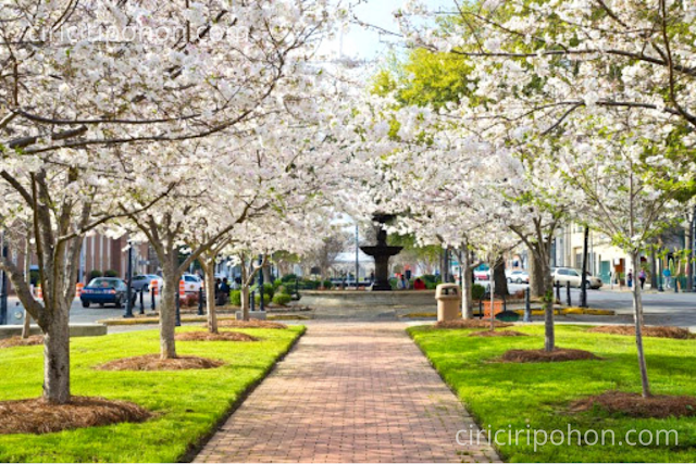 Ciri Ciri Pohon Sakura