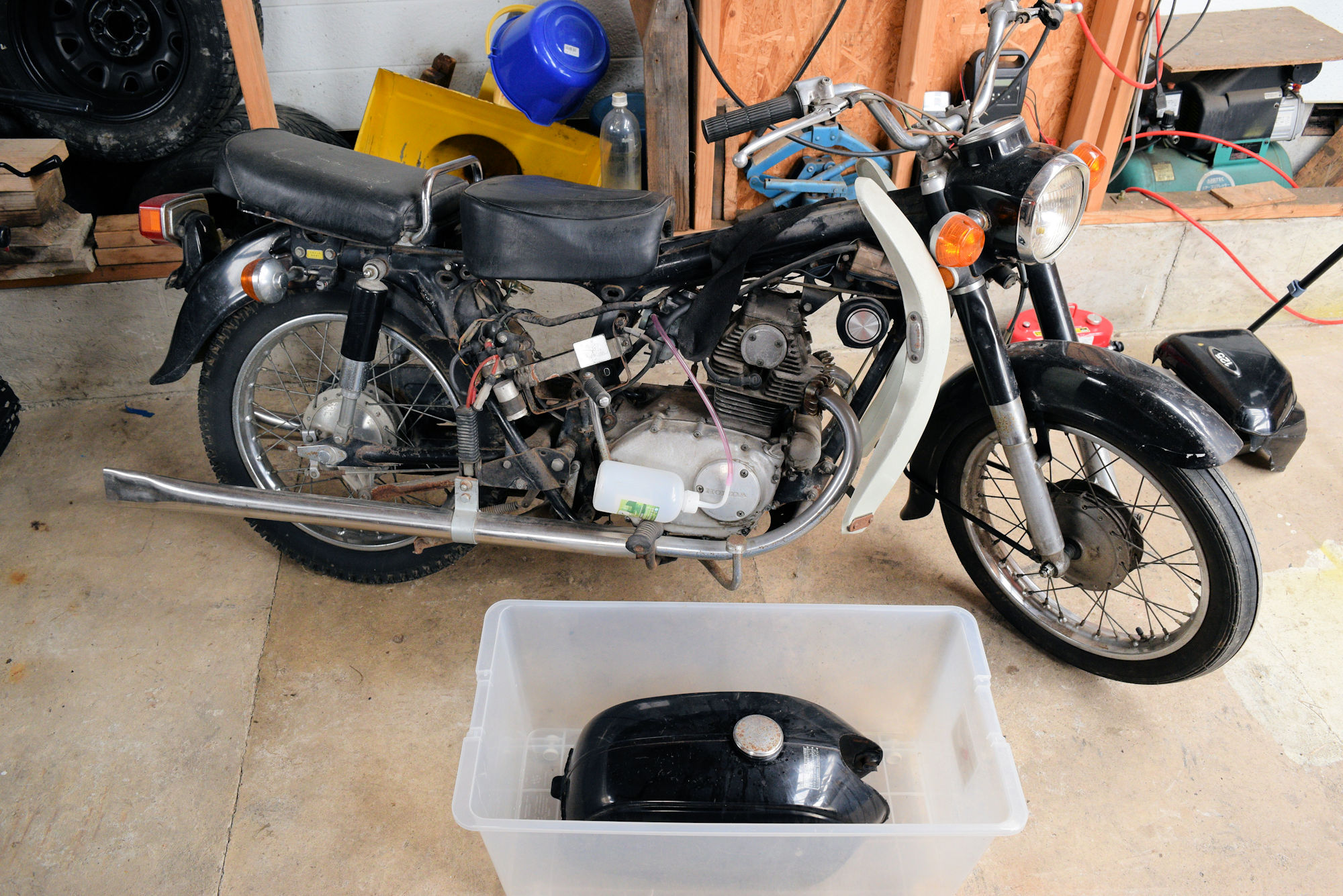 ヴァンパイアスターはこれまで考えられていたよりも一般的である