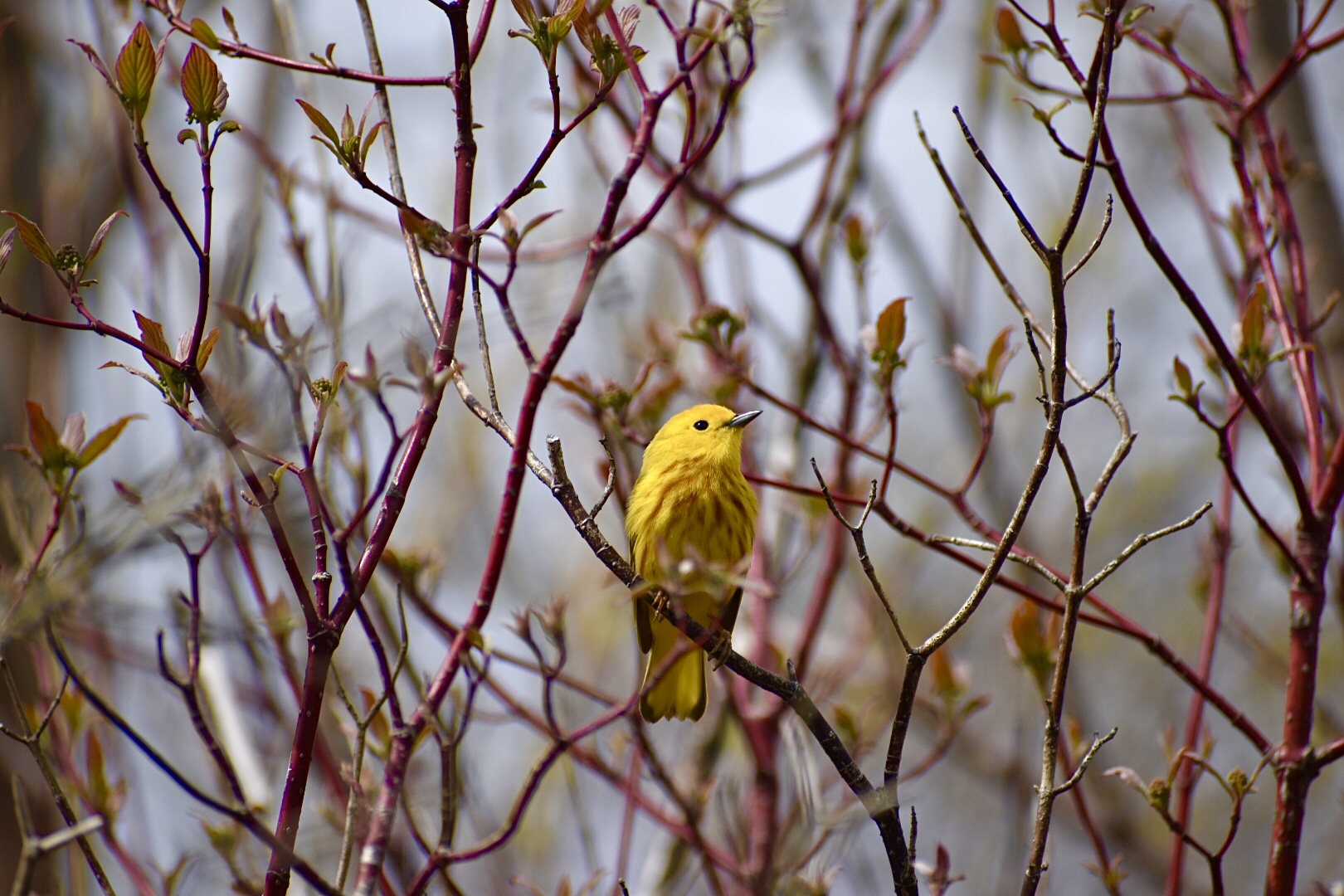 Migrating Through Why Birds Hit Windows and How We Can Help Nature