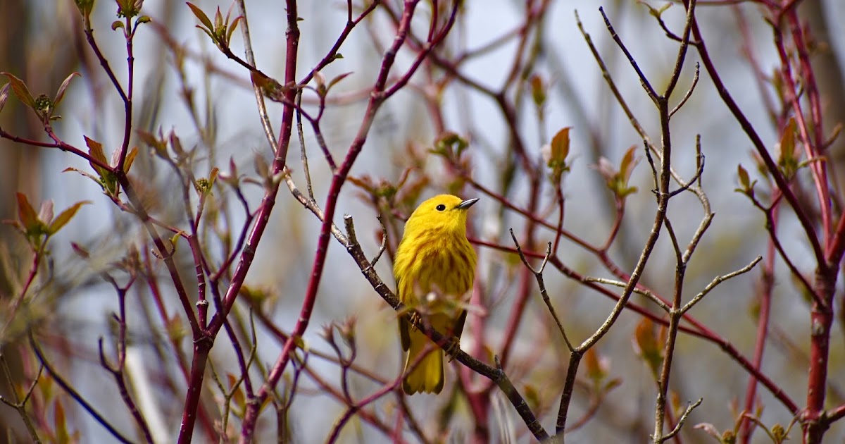 Migrating Through Why Birds Hit Windows and How We Can Help Nature