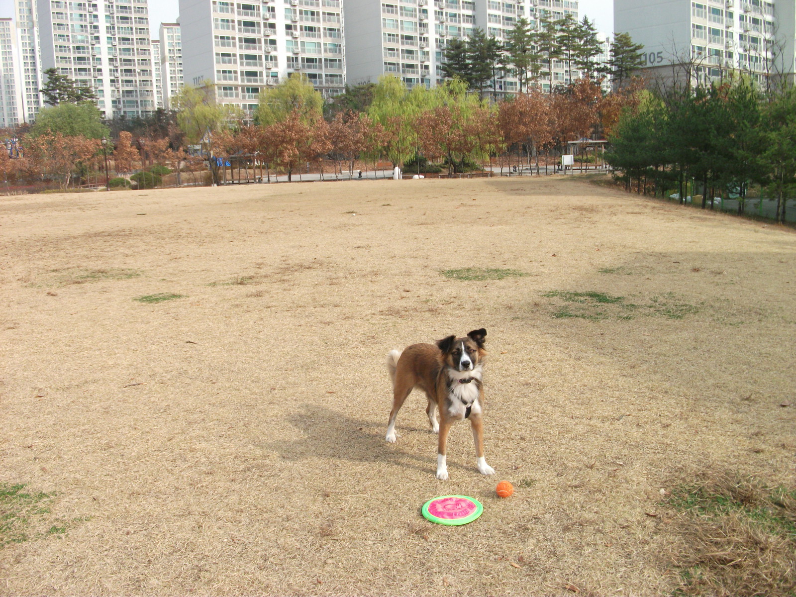 travel to south korea with dog