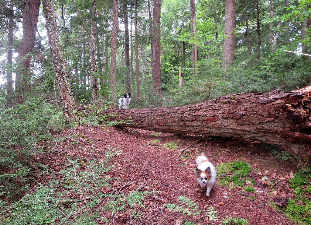 Windswept Adventure Floodwood Loop Trail, Pollywog Pond To Little