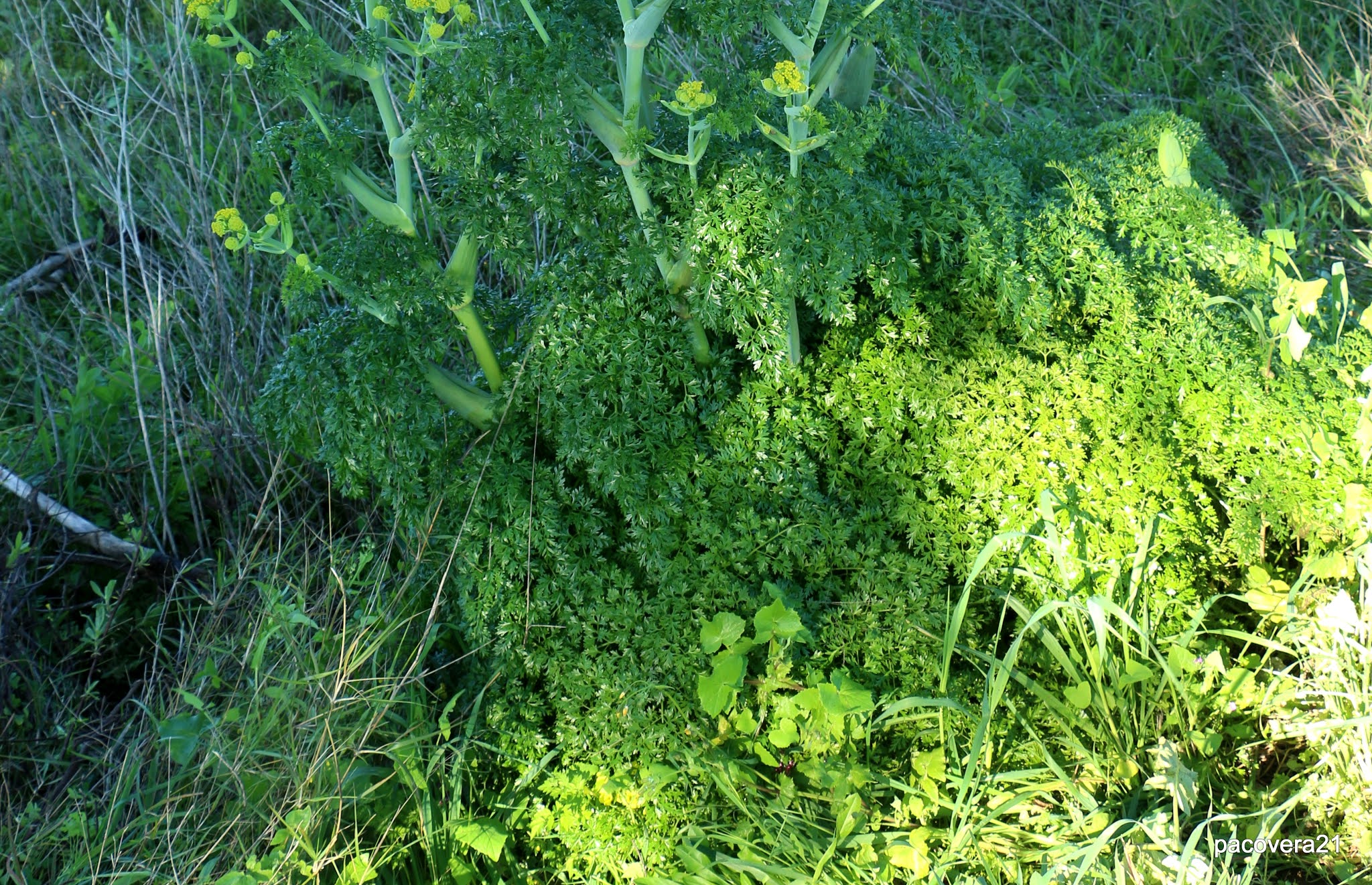 CH´USAY Ferula tingitana