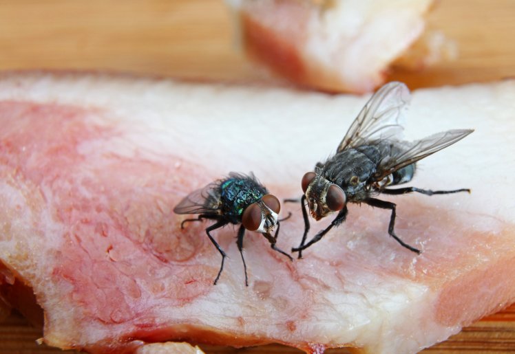 House Fly Diseases, Types, Spread and Prevention
